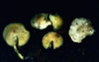 Rhodocollybia maculata var. scorzonerea image