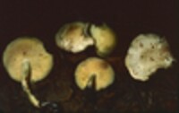 Rhodocollybia maculata var. scorzonerea image