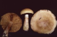 Cortinarius flavifolius image