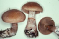 Cortinarius armillatus image