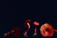 Cortinarius sanguineus image