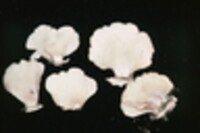 Hohenbuehelia angustata image