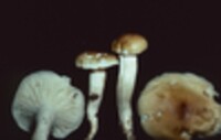 Hygrophorus tennesseensis image