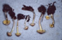 Lepiota luteophylla image