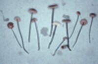 Gymnopus androsaceus image