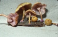 Mycena lilacifolia image
