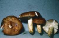 Russula subfoetens image