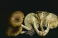 Tricholomopsis decora image