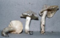 Tricholoma venenatum image