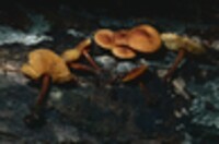 Xeromphalina tenuipes image