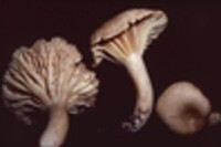 Lactarius subplinthogalus image