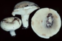 Lactarius tomentosomarginatus image