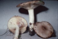 Lactarius uvidus var. uvidus image