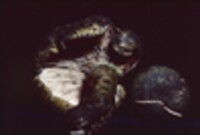 Lactarius atroviridis image