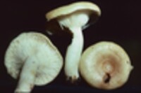 Lactarius chrysorrheus image