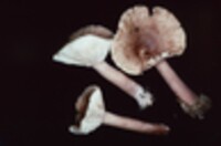 Lactarius mutabilis image
