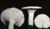 Lactarius glaucescens image