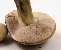 Tylopilus rubrobrunneus image