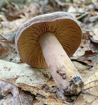 Lactifluus corrugis image