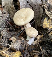 Lactarius subplinthogalus image