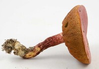 Butyriboletus frostii image