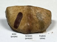 Suillus cothurnatus image