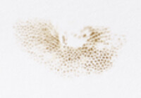 Aureoboletus auriporus image