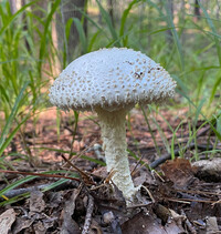 Amanita magniradix image