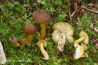 Hygrocybe tahquamenonensis image