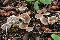 Mycena tenax image