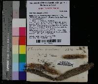 Pleurotus crustosus image