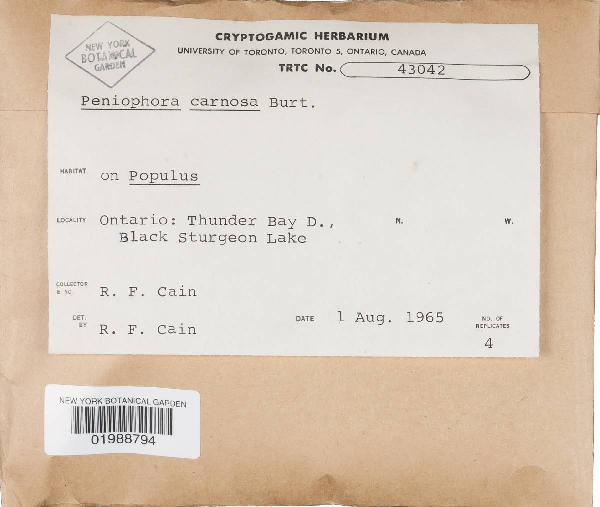 Peniophora carnosa image