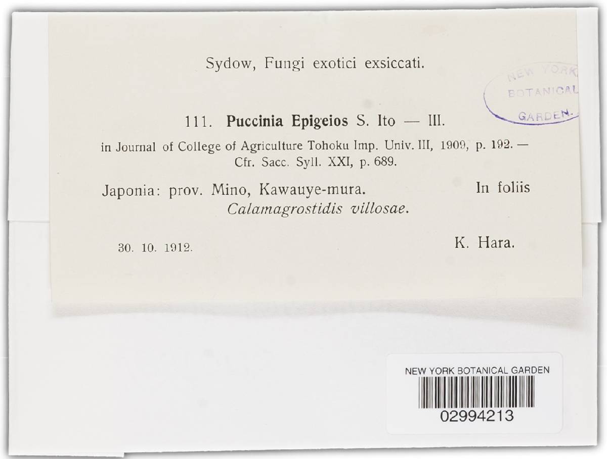Puccinia coronata var. epigejos image