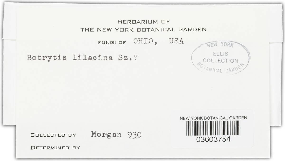 Botrytis lilacina image