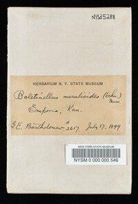 Boletinellus merulioides image