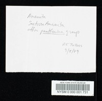 Amanita pubescens image