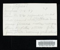 Amanitopsis volvata image