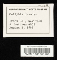 Collybia dysodes image