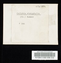 Megacollybia platyphylla image
