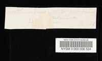Cortinarius berlesianus image