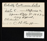 Cortinarius latus image