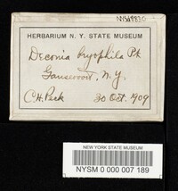 Deconica bryophila image