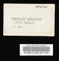Image of Gymnopilus granulosus