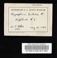 Hygrophorus pallidus image