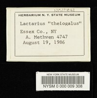 Lactarius theiogalus image