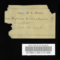 Mycena tintinnabulum image