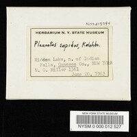 Pleurotus cornucopiae image
