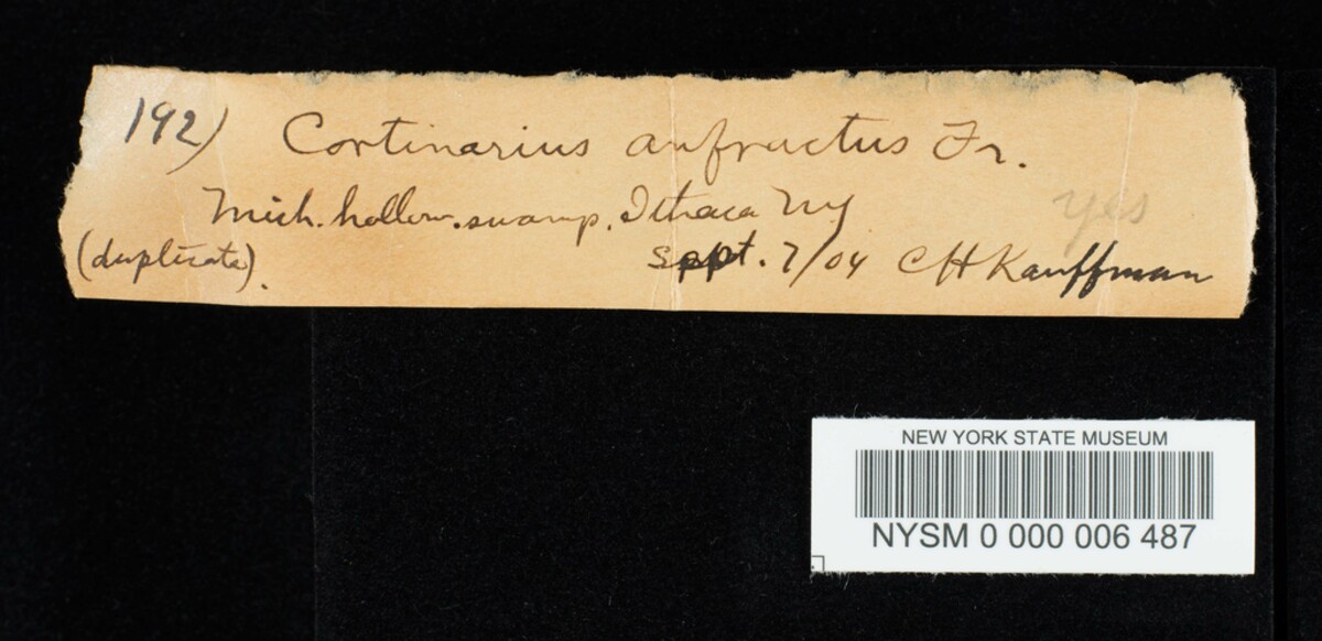 Cortinarius anfractus image