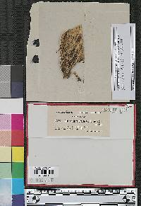 Cladosporium brassicae image