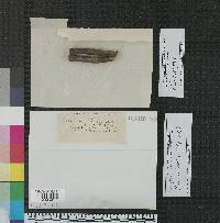Fusicoccum quercinum image